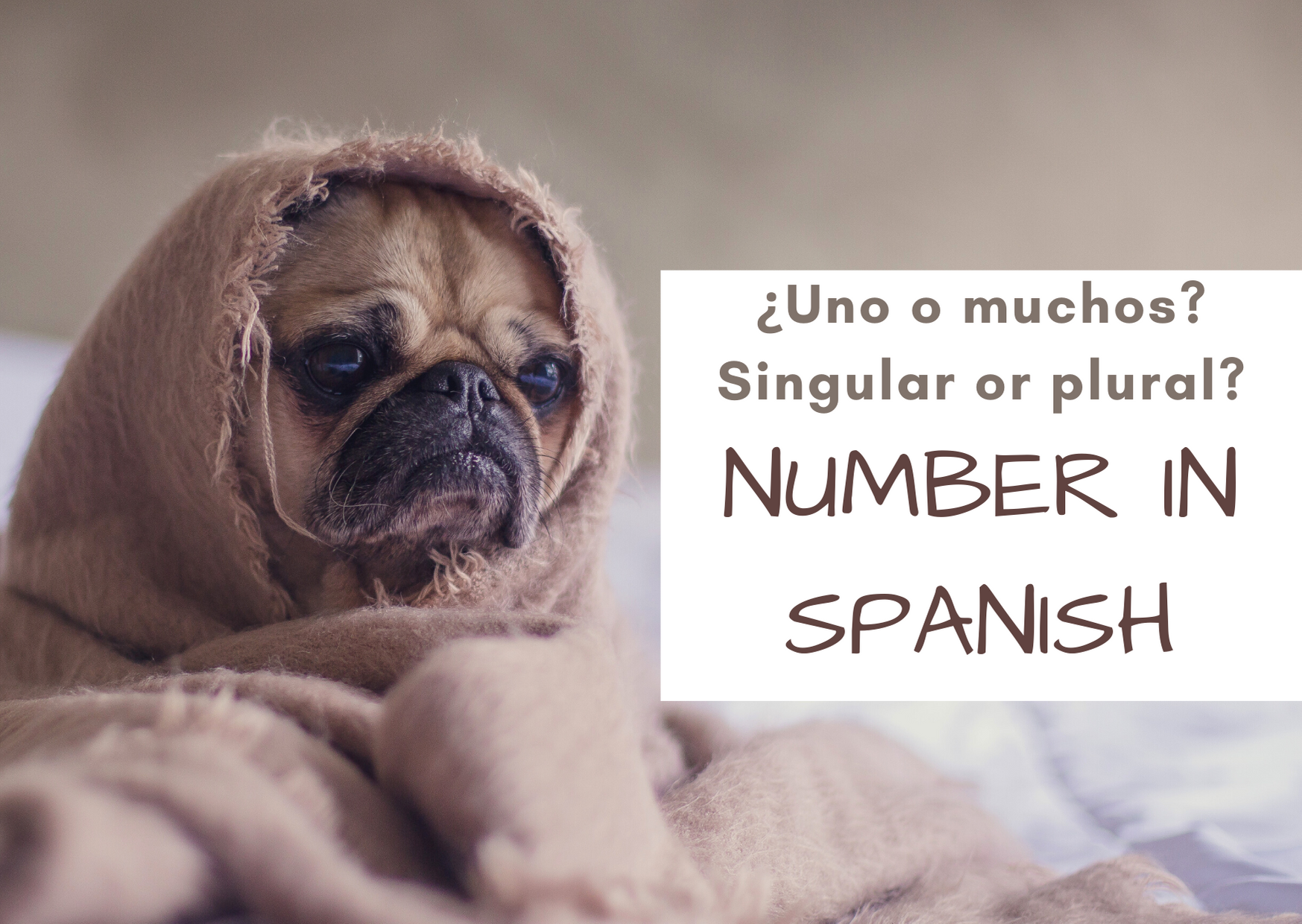 Number in Spanish. Singular or plural